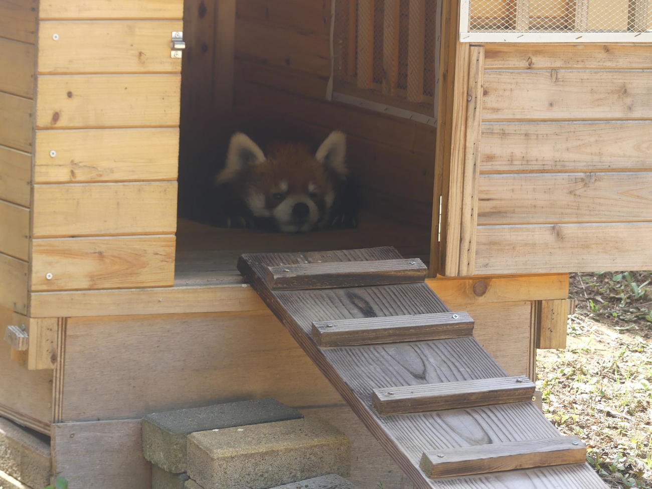 猛暑の中、小屋の中で休む風太（撮影・中山知子）