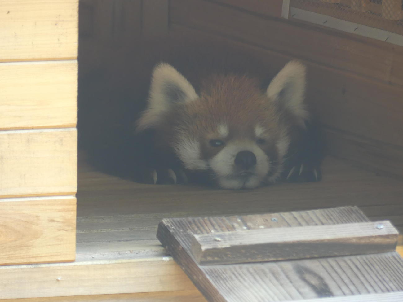 小屋の中で休むレッサーパンダの「風太」（撮影・中山知子）