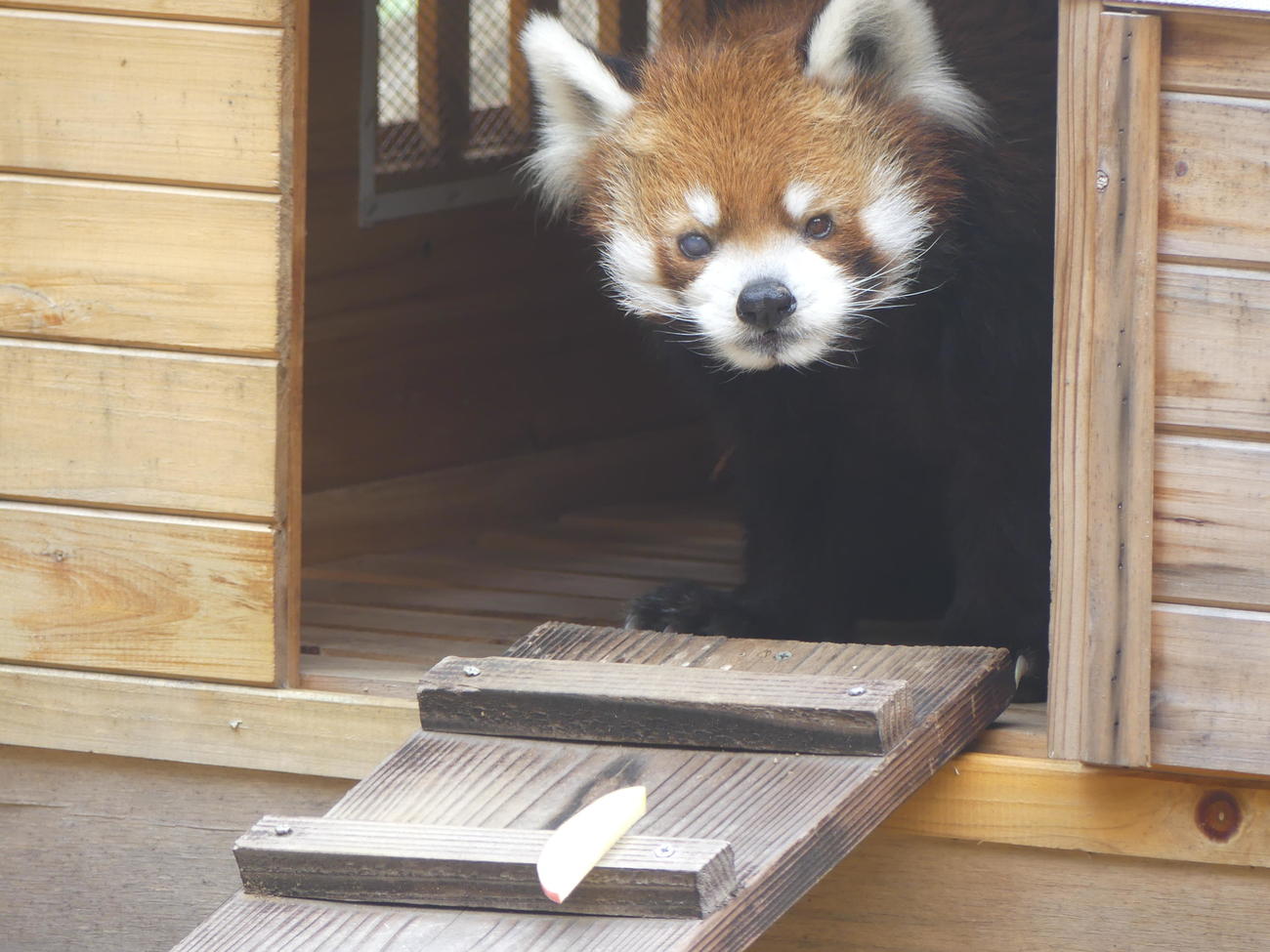 好物のリンゴを前に、小屋から顔をのぞかせたレッサーパンダの風太（撮影・中山知子）