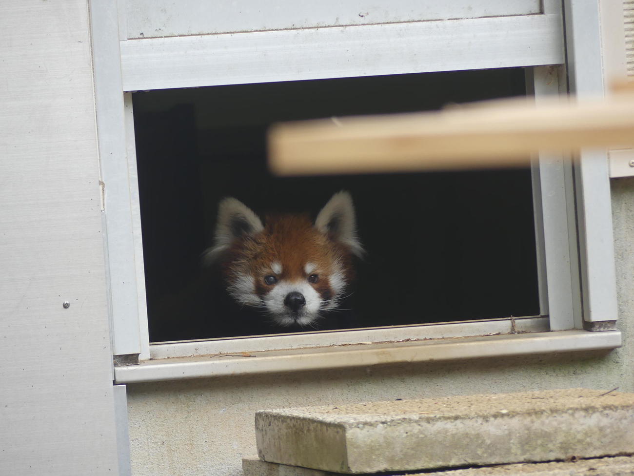 飼育エリアから顔をのぞかせる、20歳を迎えたレッサーパンダの風太（撮影・中山知子）