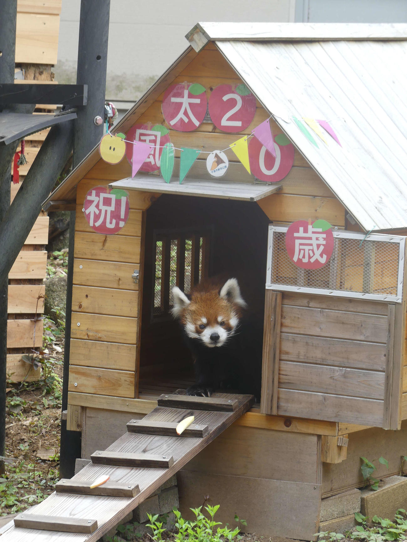 20歳の誕生日を迎え、小屋から顔をのぞかせたレッサーパンダの風太（撮影・中山知子）