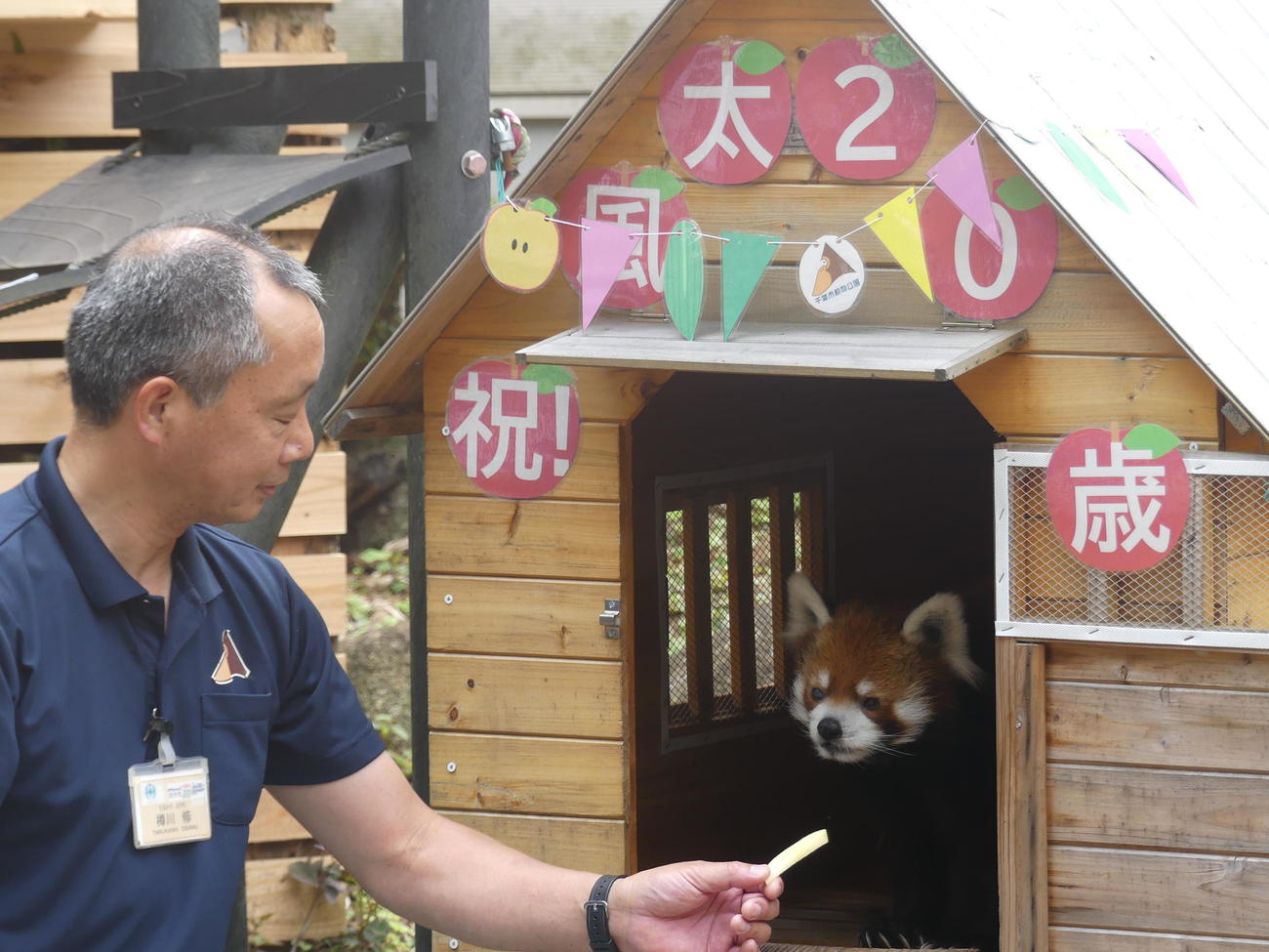 飼育員に好物のリンゴを与えられ、小屋から顔をのぞかせるレッサーパンダの風太（撮影・中山知子）