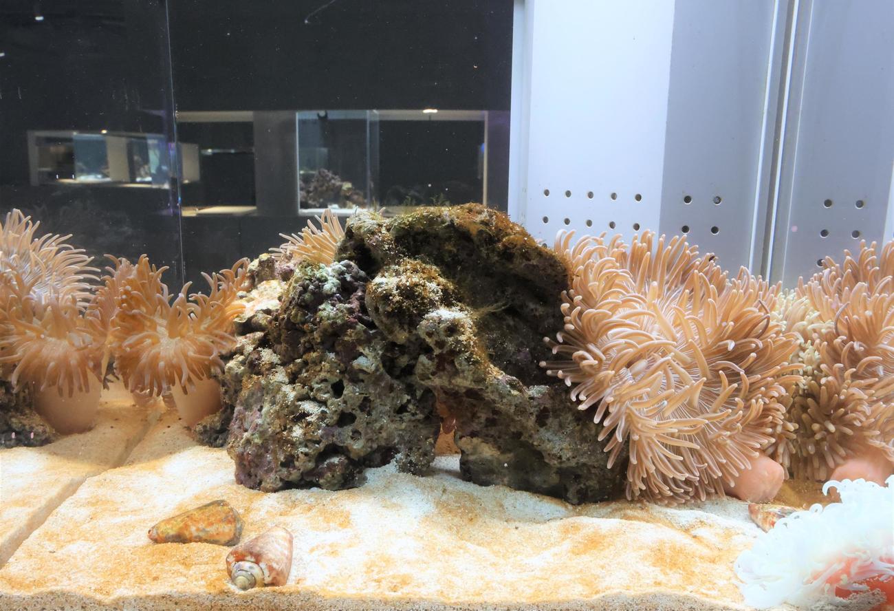 都市型水族館「AOAO SAPPORO」の5階展示　イソギンチャク（撮影・黒川智章）
