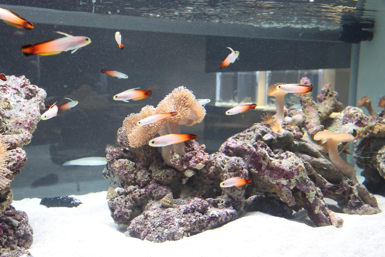 都市型水族館「AOAO SAPPORO」の5階展示　ハタタテハゼ（撮影・黒川智章）