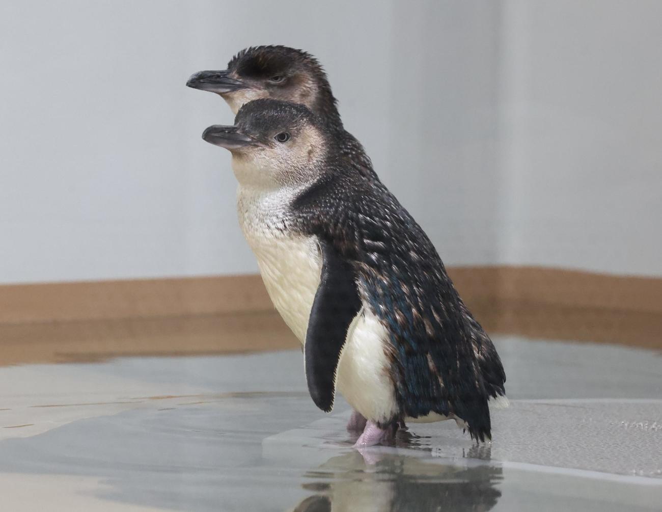 都市型水族館「AOAO SAPPORO」の6階展示　フェアリーペンギン（撮影・黒川智章）