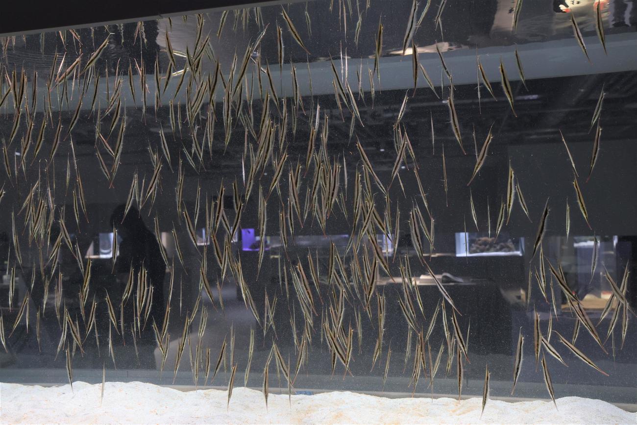 都市型水族館「AOAO SAPPORO」の5階展示　ヘコアユ（撮影・黒川智章）
