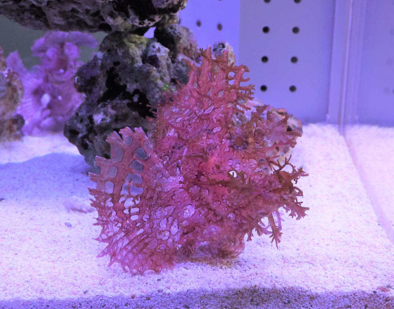 都市型水族館「AOAO SAPPORO」の5階展示　ボロカサゴ（撮影・黒川智章）