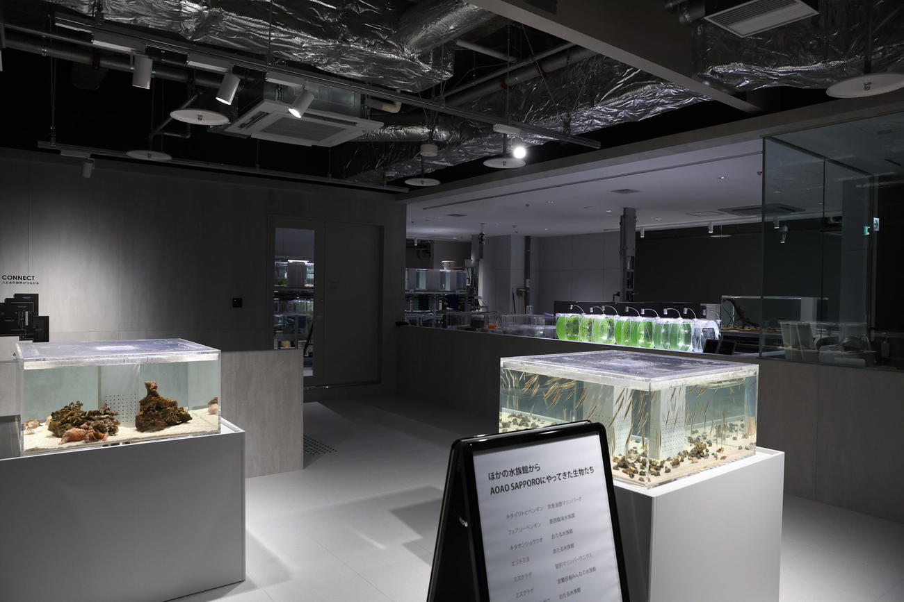 都市型水族館「AOAO SAPPORO」の4階バックヤード（撮影・黒川智章）