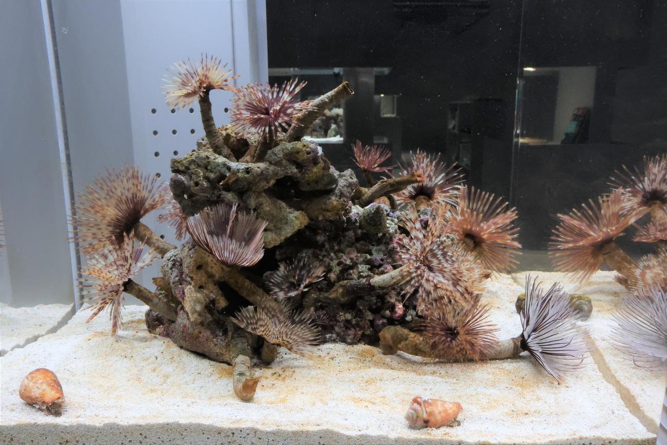 都市型水族館「AOAO SAPPORO」の5階展示　イソギンチャク（撮影・黒川智章）