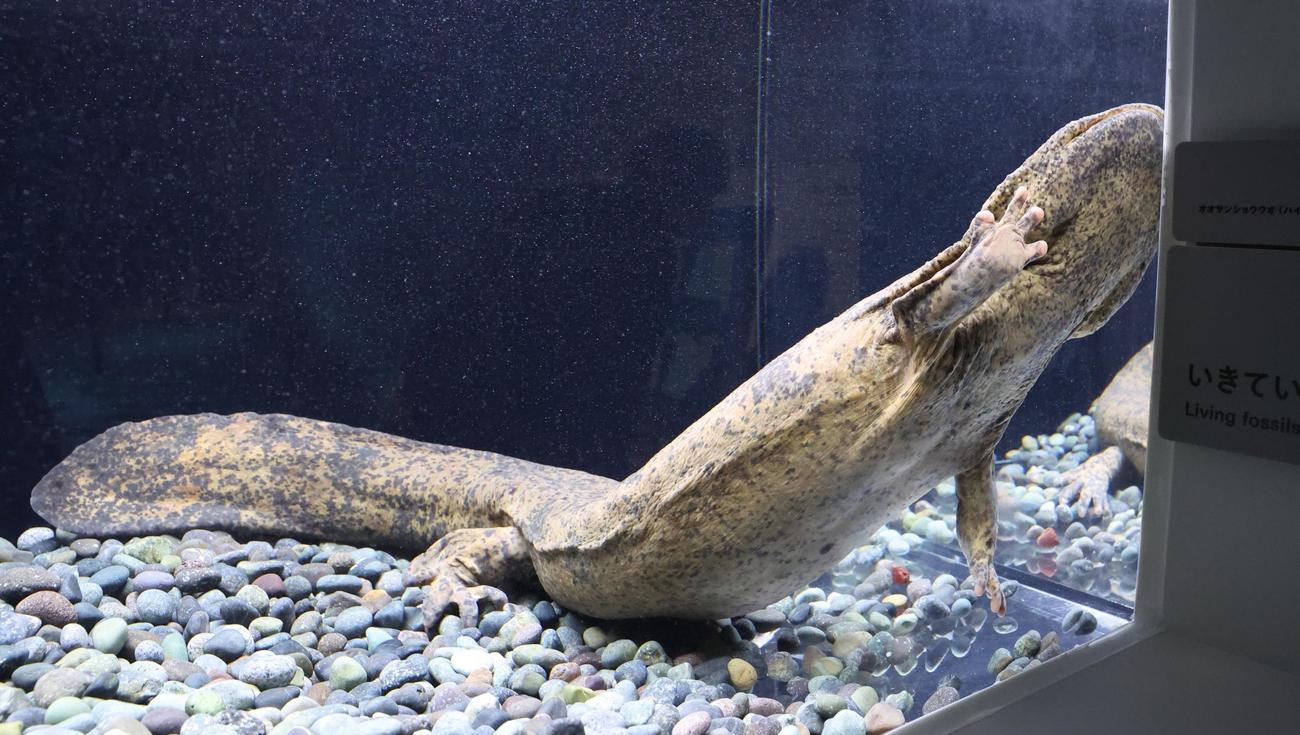 都市型水族館「AOAO SAPPORO」の5階展示　オオサンショウオ（撮影・黒川智章）