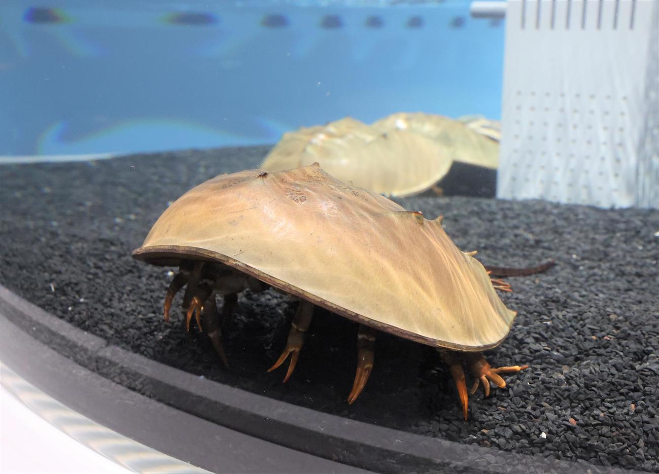都市型水族館「AOAO SAPPORO」の5階展示　カブトガニ（撮影・黒川智章）