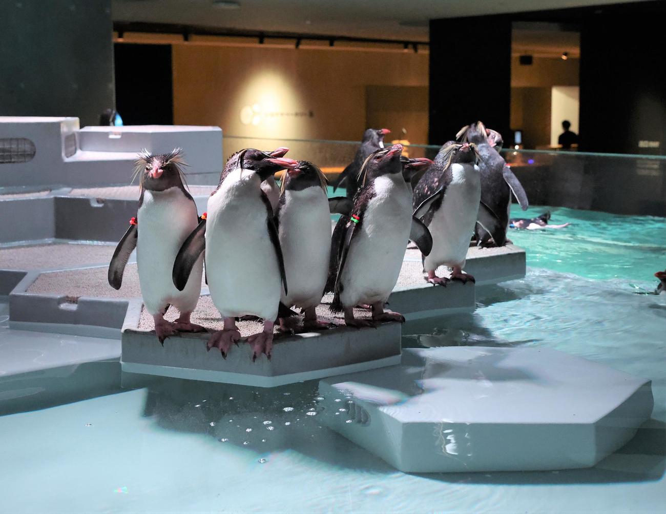 都市型水族館「AOAO SAPPORO」の5階展示　キタイワトビペンギン（撮影・黒川智章）
