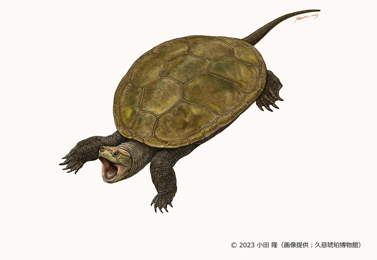 約9000万年前の新種のリンドホルメミス科カメ類の復元画　（C）2023　小田　隆（久慈琥珀博物館提供）