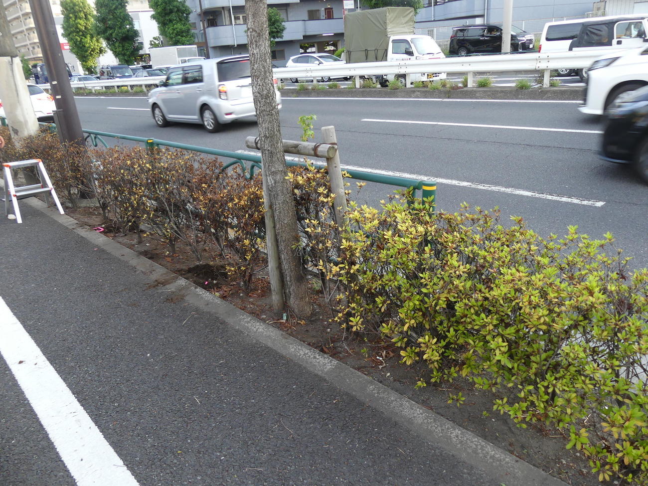 東京都世田谷区のビッグモーターの店舗付近で始まった都の土壌調査。手前の低木に比べ、先の方は枯れが目立つ（撮影・中山知子）