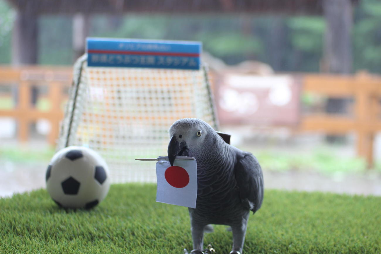 サッカー女子ワールドカップ準々決勝日本ースウェーデン戦を前に、9日の勝敗占いでなでしこの勝利を予想していた「那須どうぶつ王国」のヨウム、オリビア（那須どうぶつ王国提供）