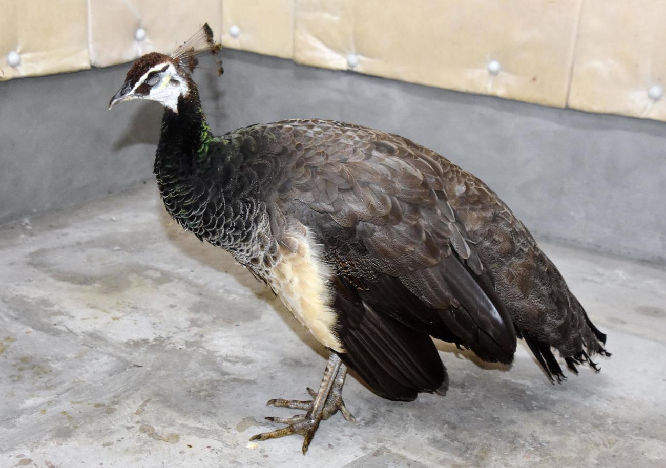 栃木県警今市署が保護したインドクジャクとみられる鳥（共同）
