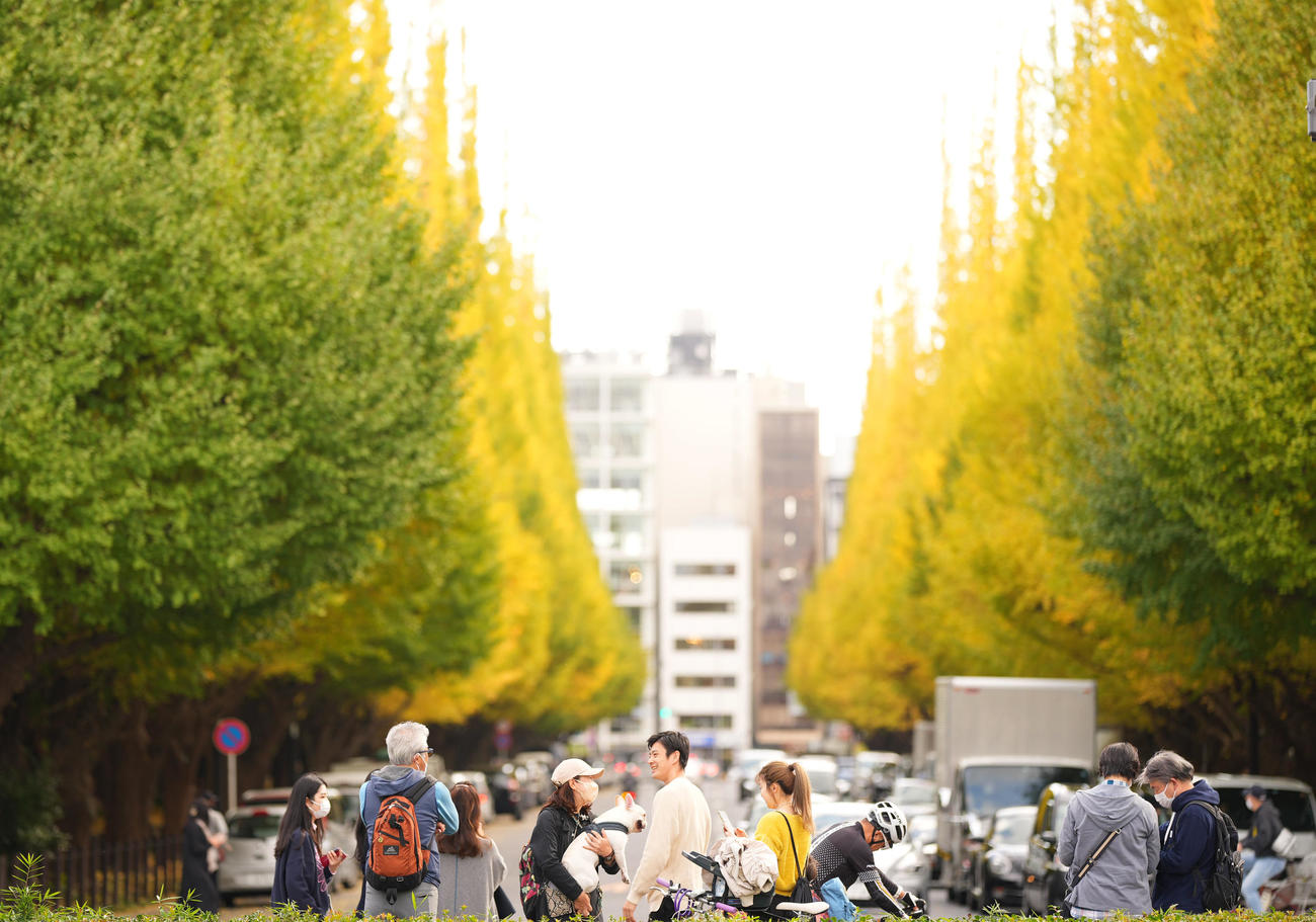 色づき始めた神宮外苑のイチョウ並木（2022年11月撮影）