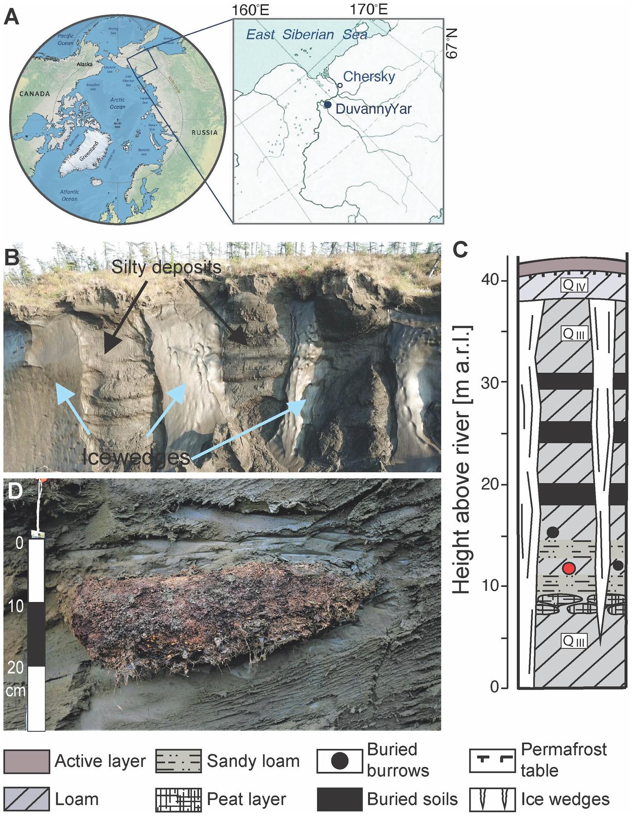 線虫が採取されたシベリアのコリマ川沿いの永久凍土（A.Shatilovich,V.R.Gade,et al.2023, PLOS Geneticsenetics）