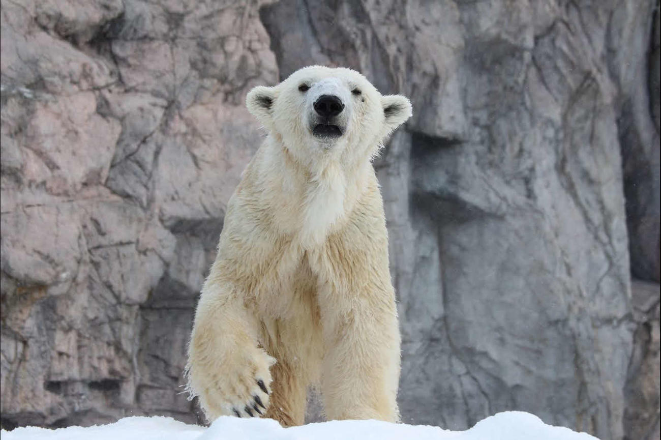旭山動物園のホッキョクグマ・サツキ（旭山動物園ホームページから）