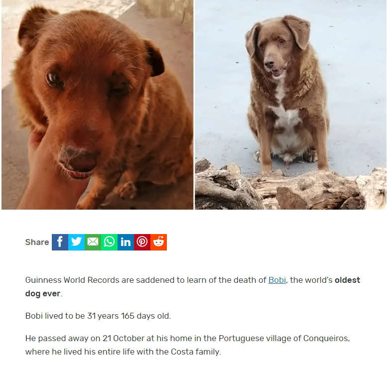 ギネスワールドレコーズ社は世界最長寿の犬「ボビ」が死亡したと伝えた（同社HPから）