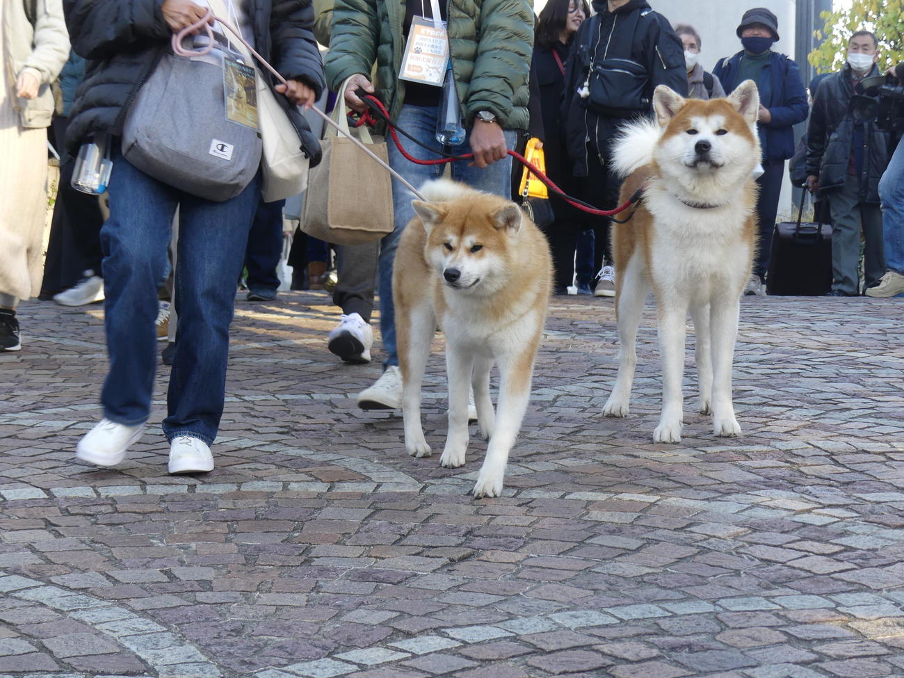 忠犬ハチ公生誕100年を記念したイベントで渋谷の街を歩く秋田犬たち（撮影・中山知子）