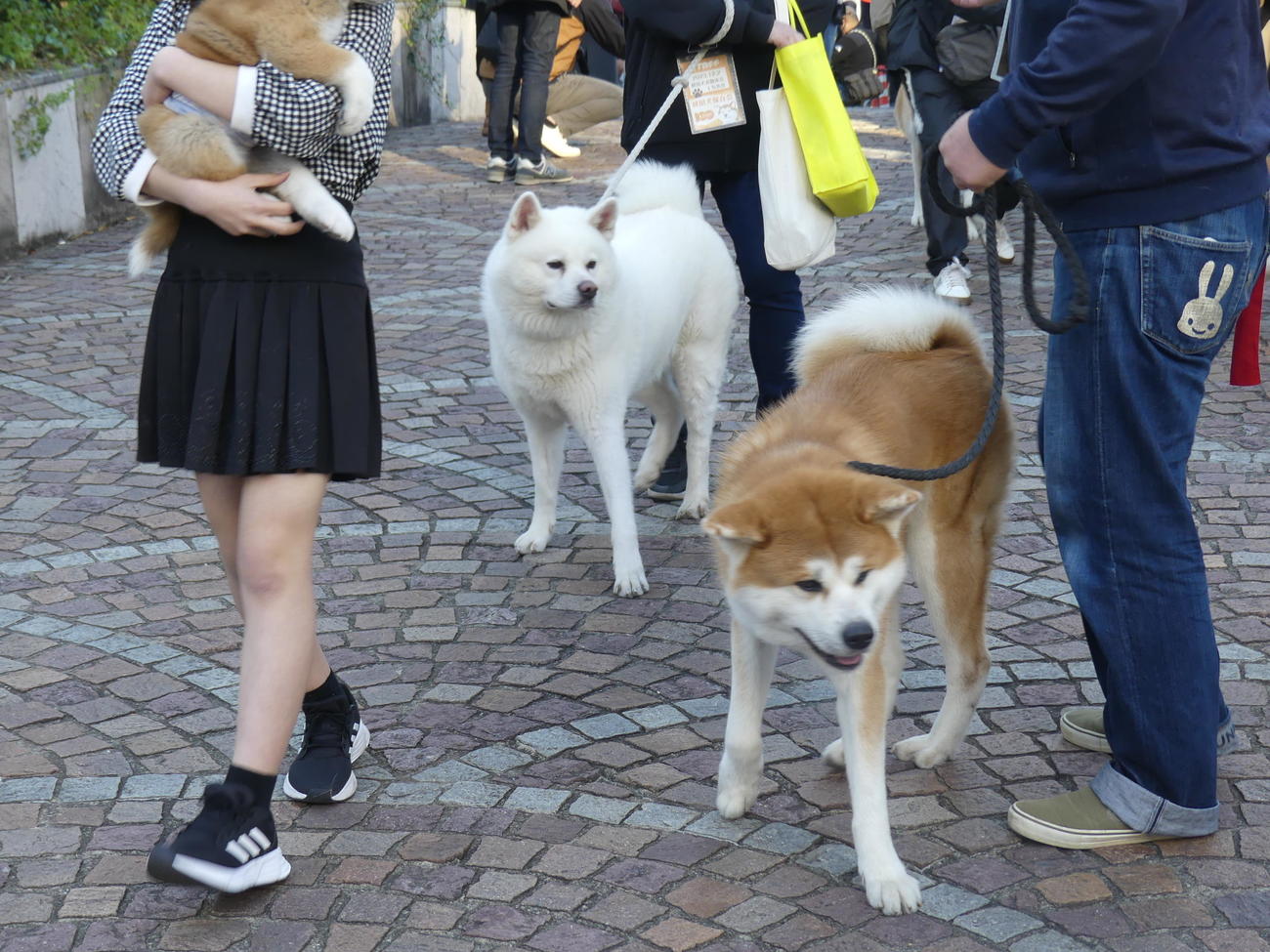 忠犬ハチ公生誕100年を記念したイベントで渋谷の街を歩く秋田犬たち（撮影・中山知子）