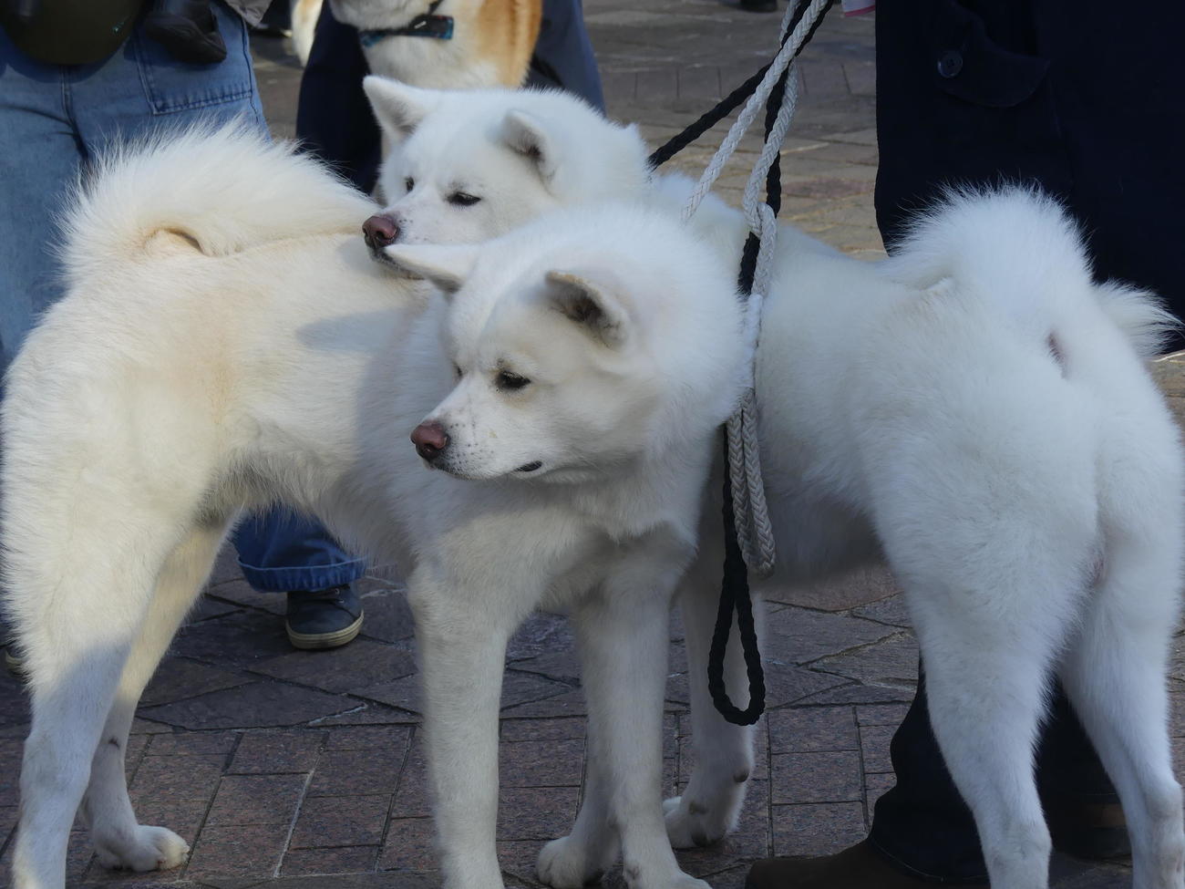 忠犬ハチ公生誕100年を記念したイベントに参加した秋田犬（撮影・中山知子）