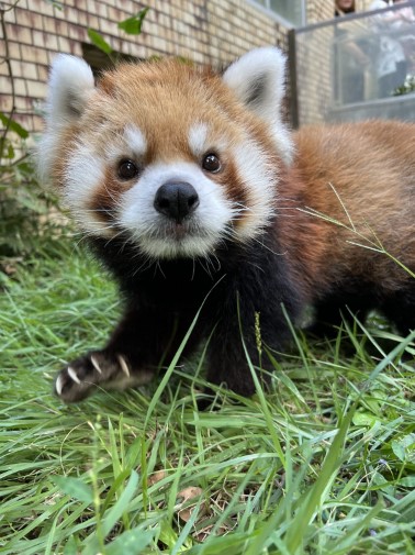 レッサーパンダの風美（平川動物公園ホームページから）