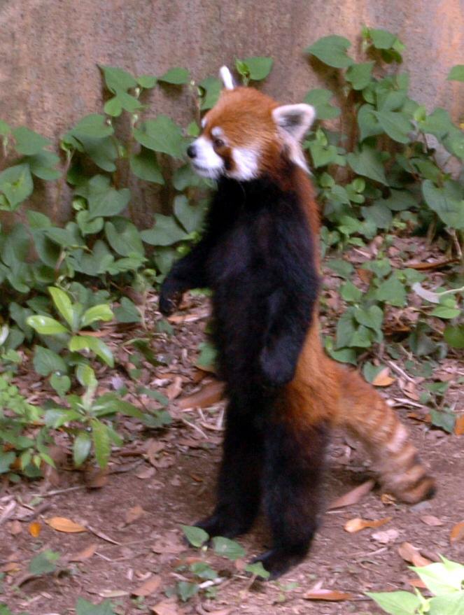 レッサーパンダの風太（2005年5月撮影）