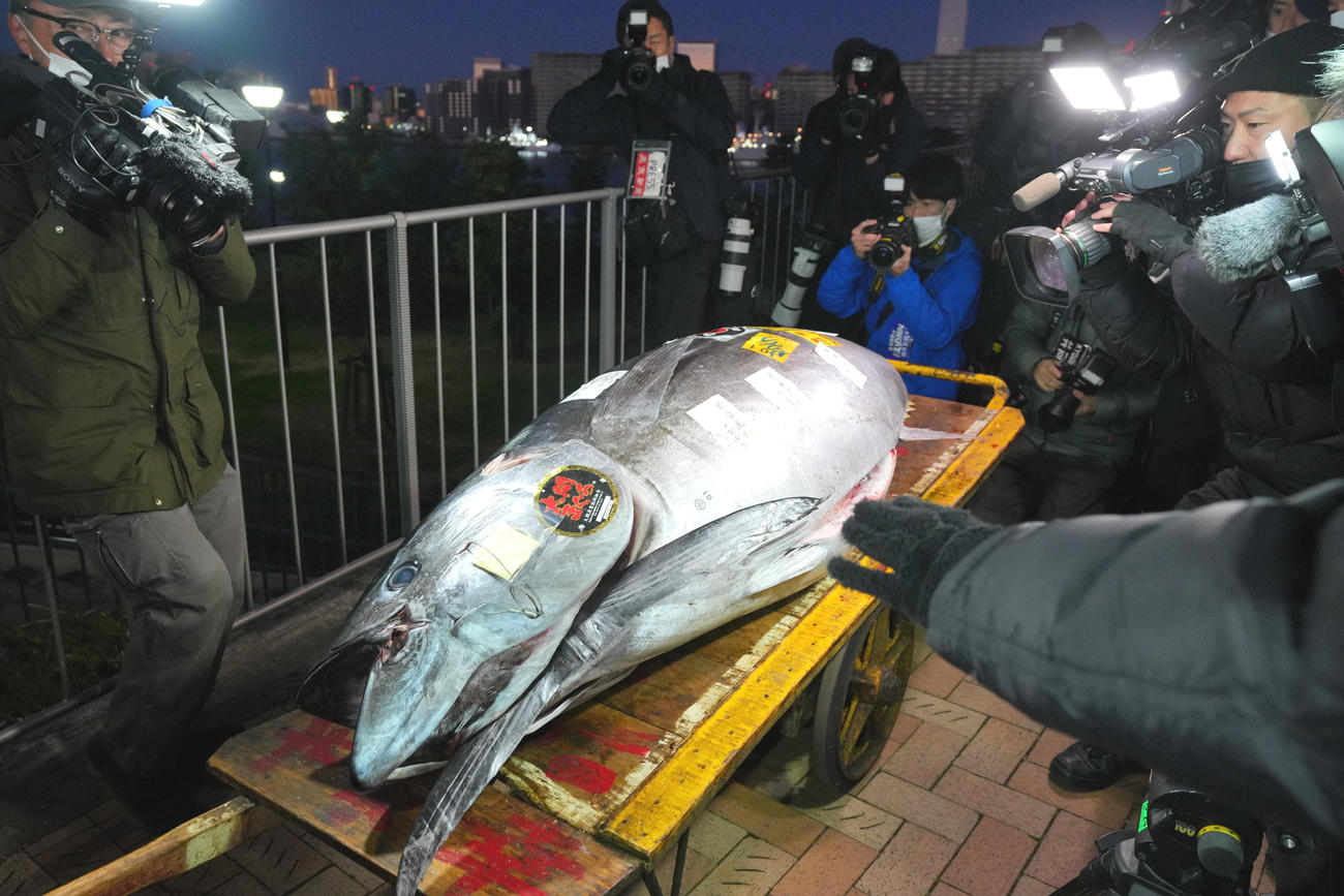23年1月5日、報道陣の前に運び込まれた競り落とされた一番マグロ