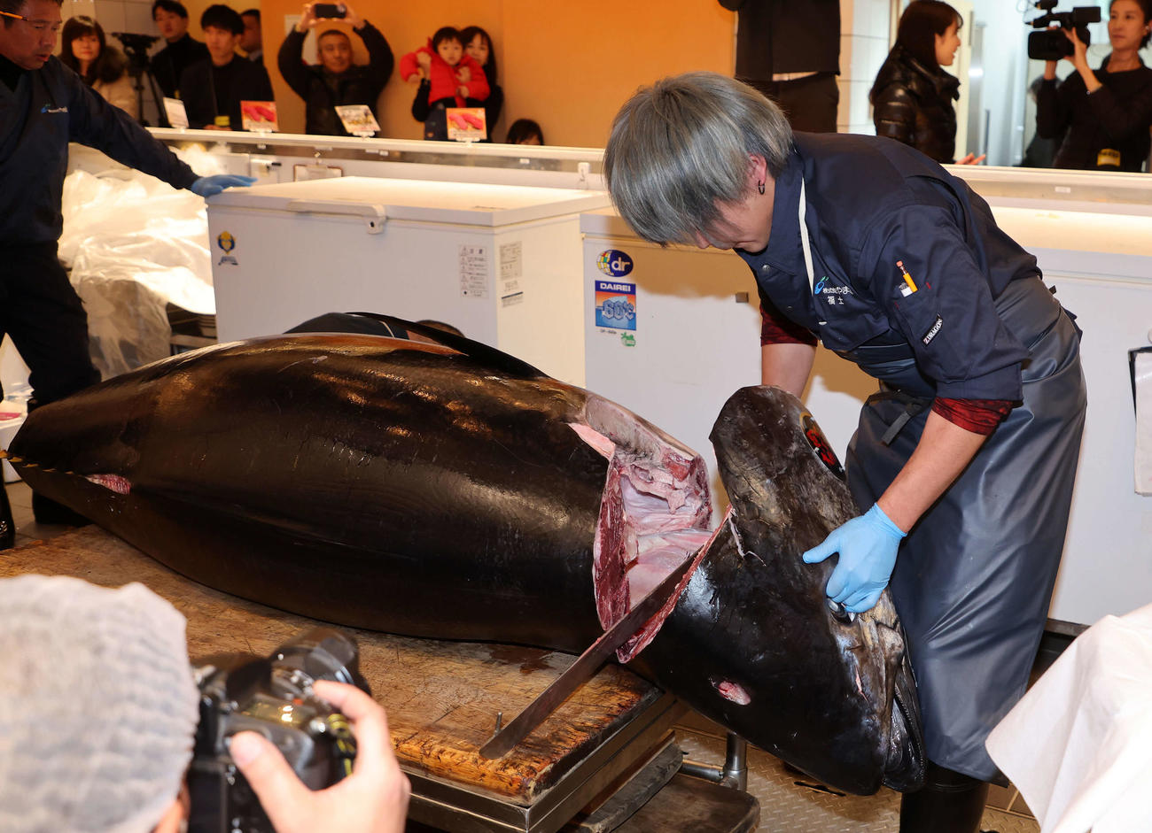 解体される初競り1番マグロ（撮影・鈴木正人）