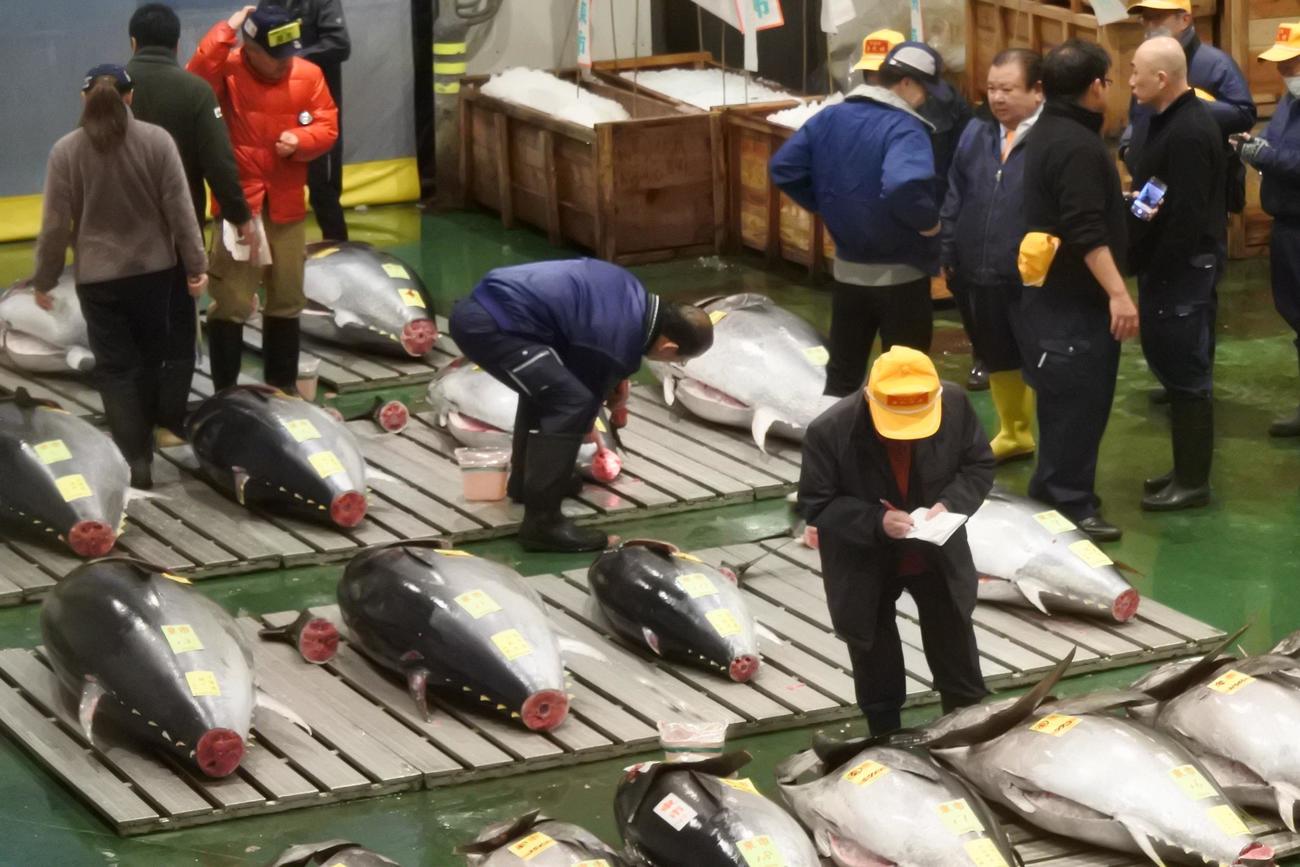 豊洲市場の初競り前に並べられたクロマグロ。競り前に見定めする「すしざんまい」の木村清さん（右から3人目）ら（撮影・中島正好）