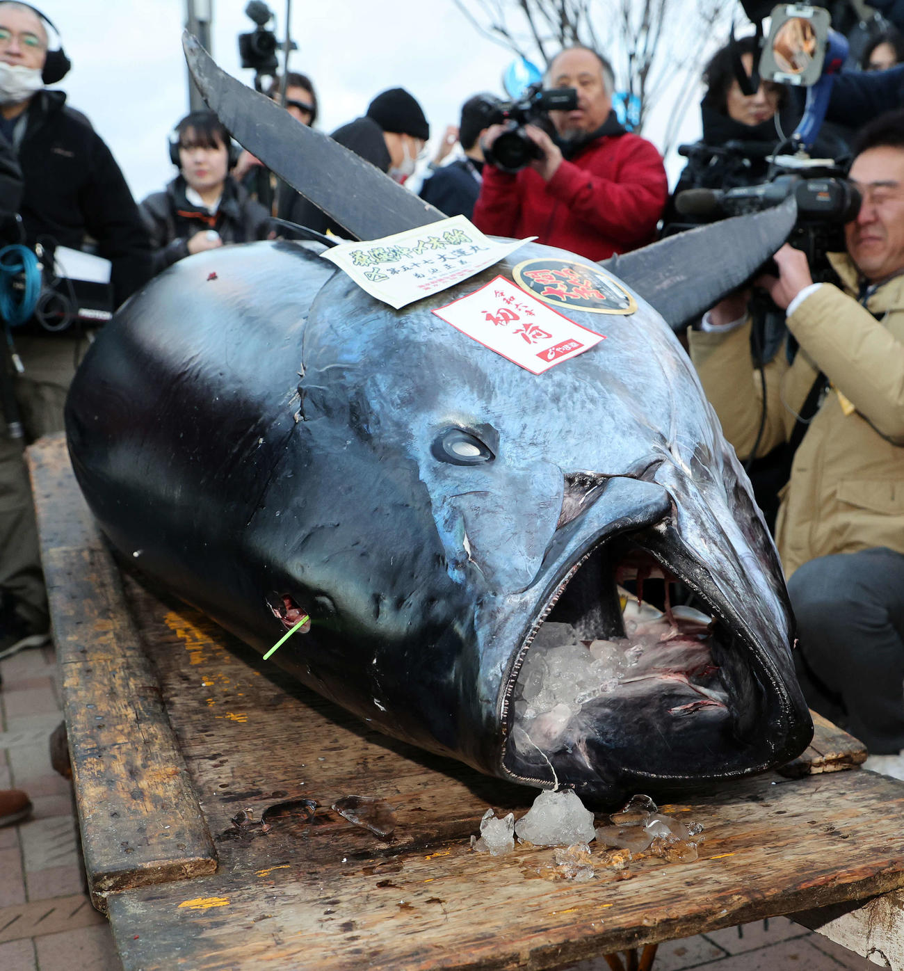 「一番マグロ」4年ぶり1億円オーバー 東京・豊洲で恒例マグロ初競り 青森・大間産238キロ - 社会写真ニュース : 日刊スポーツ
