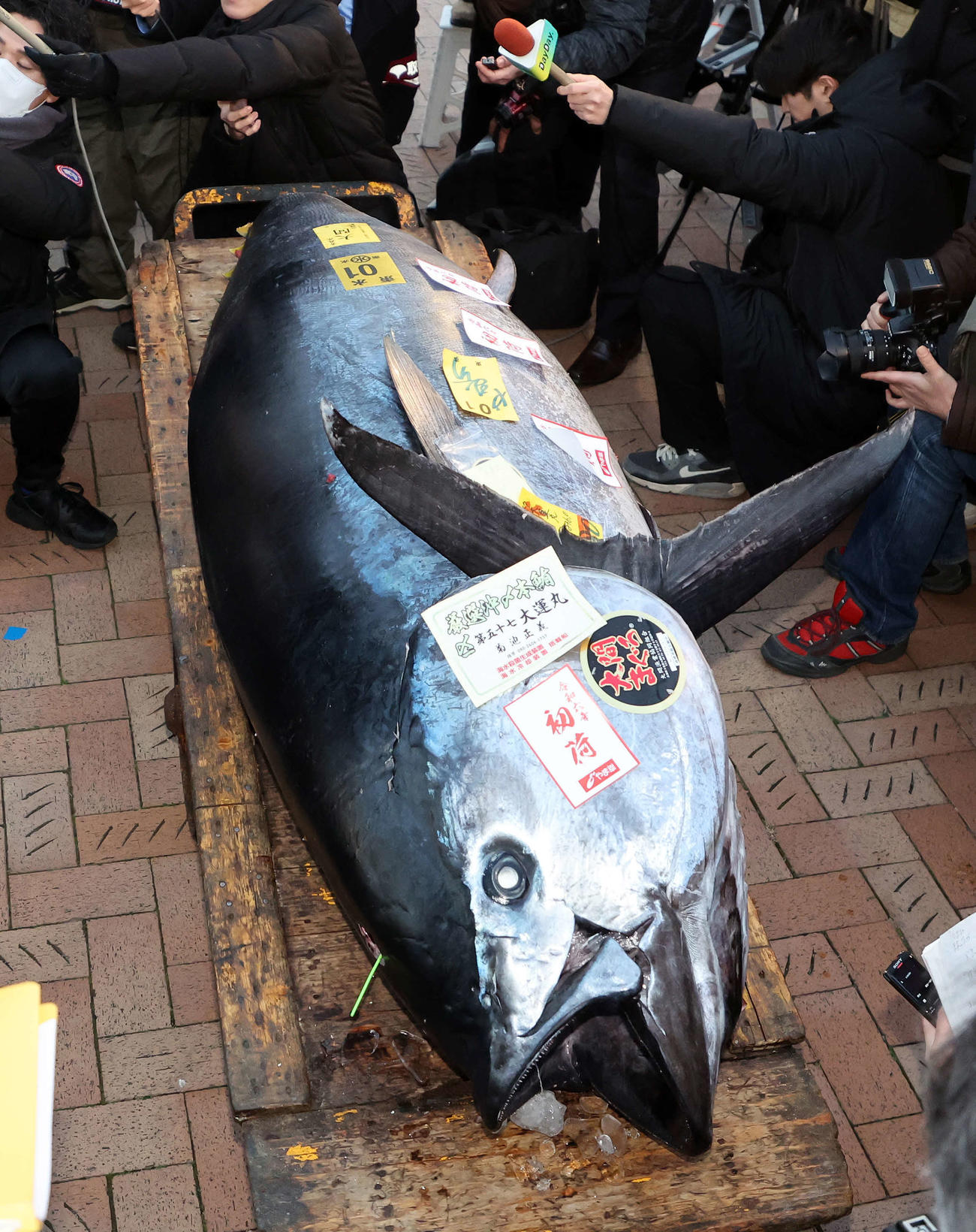 初競り1番で落とされたマグロ（撮影・鈴木正人）