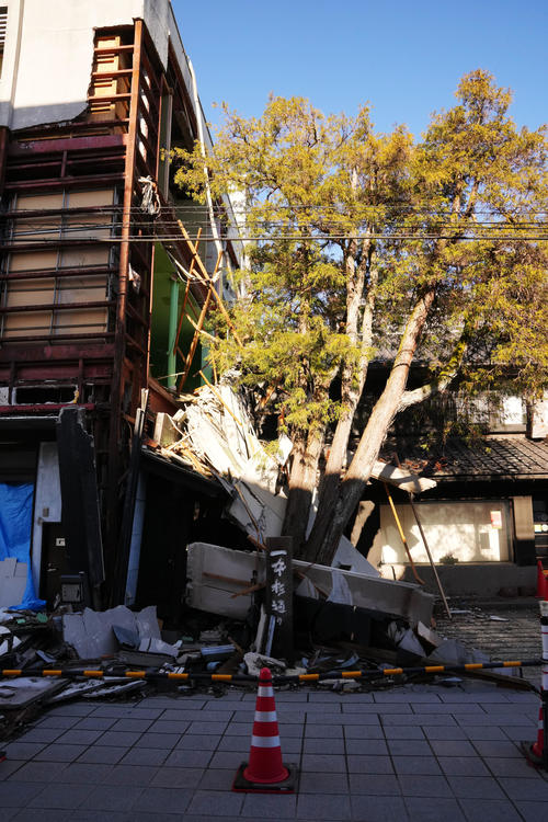 石川県七尾市一本杉通りにある木。地震の影響で傾きながらも根の力強さにより倒木を免れていた（撮影・横山健太）