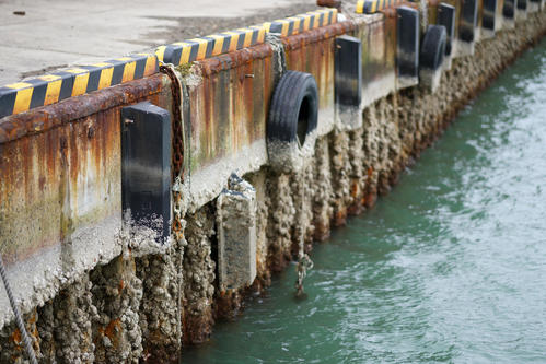 能登半島地震での海底隆起により輪島港内の水位が低下していた。地震前は白い線が入ったタイヤの部分まで海水があったという（撮影・横山健太）