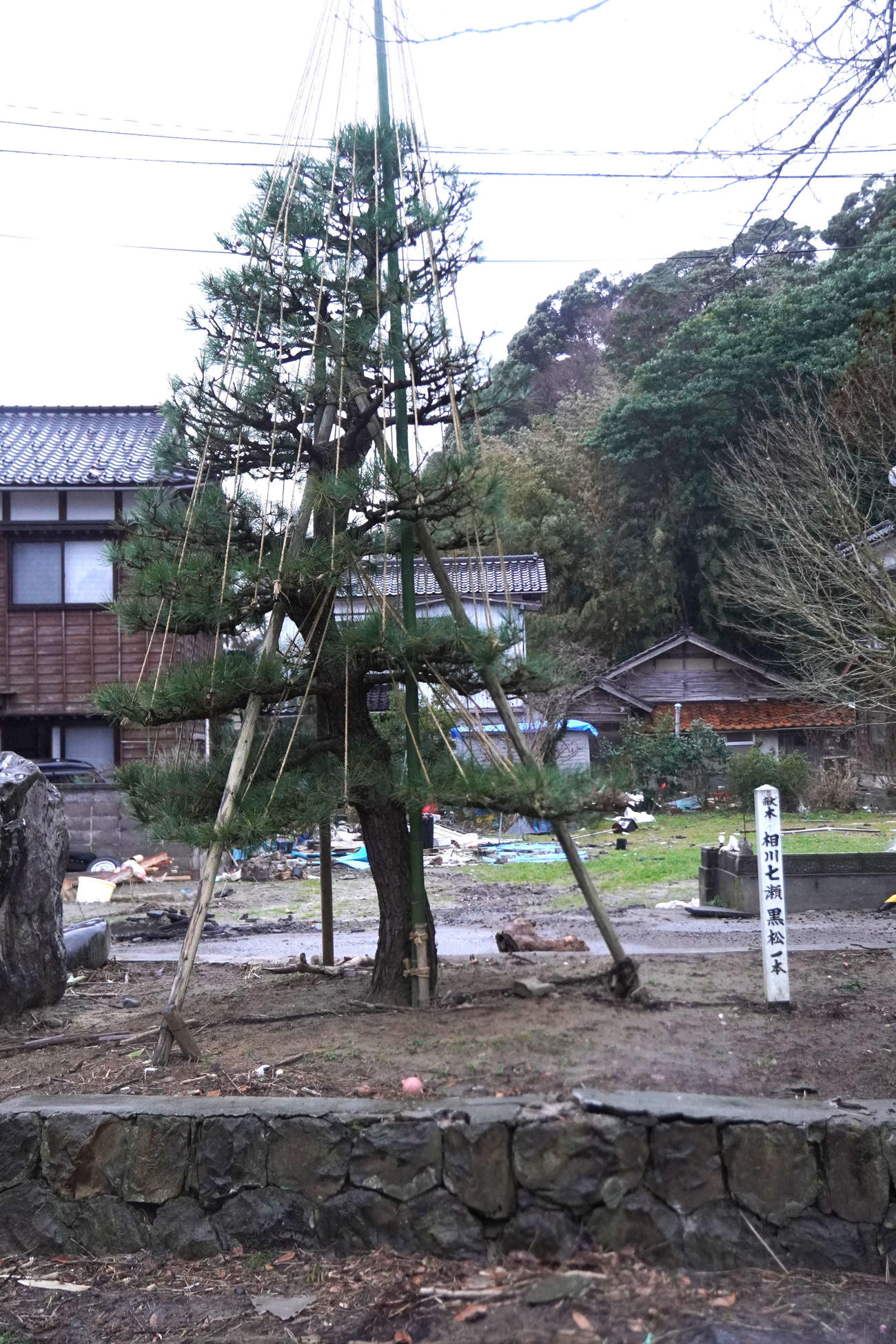 地震と津波の影響にも耐えた歌手相川七瀬が植樹した須須神社の黒松（撮影・沢田直人）