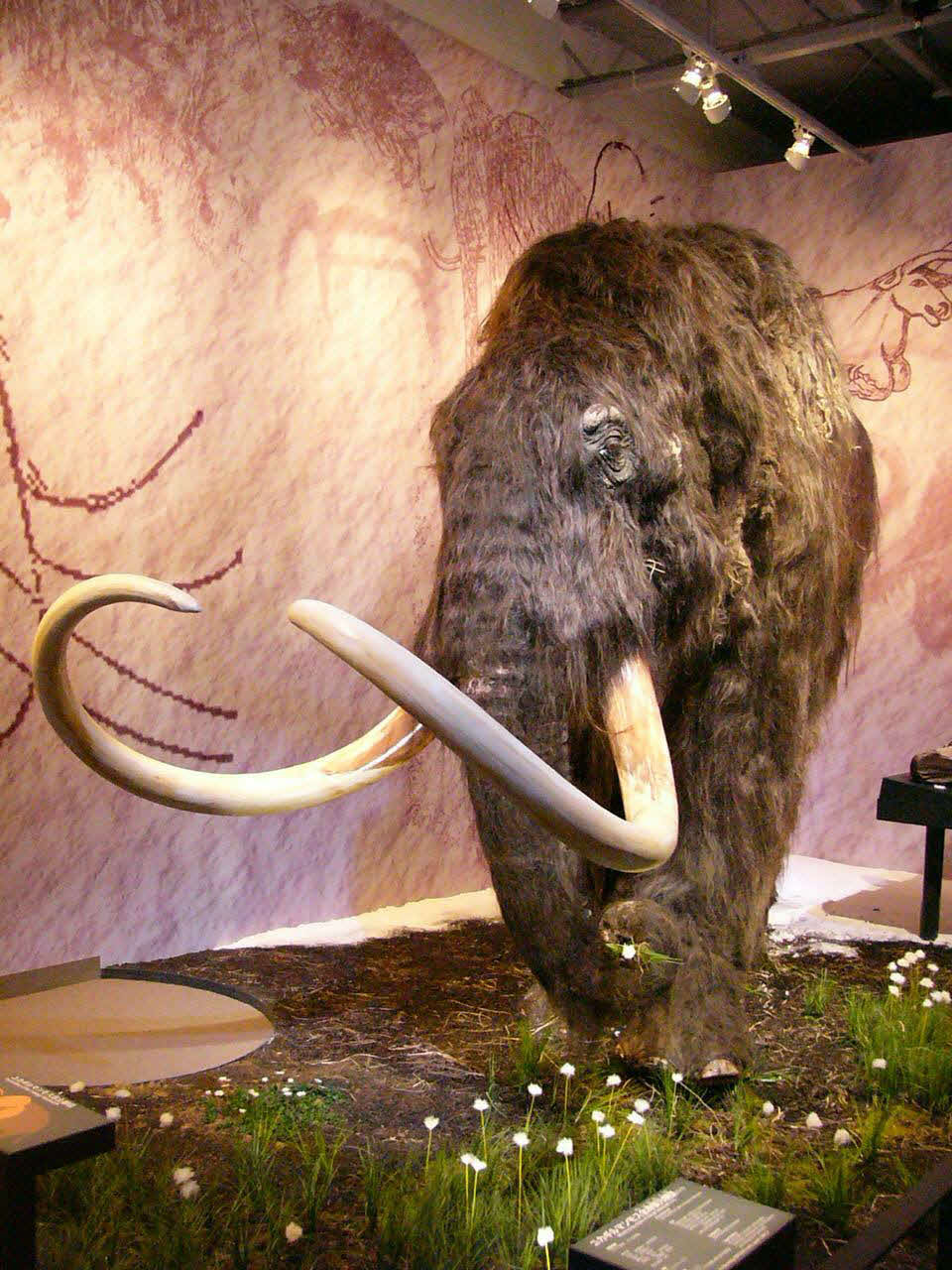 2005年「愛・地球博」　ユカギルマンモスの原寸大復元モデル。牙の長さは約3メートル