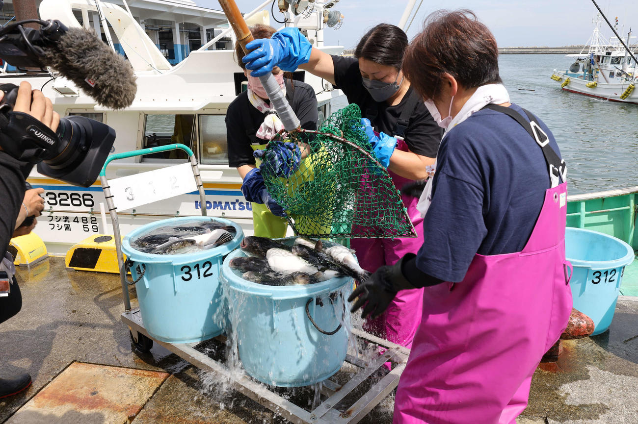 相馬市の新名物「トラフグ」の水揚げ風景