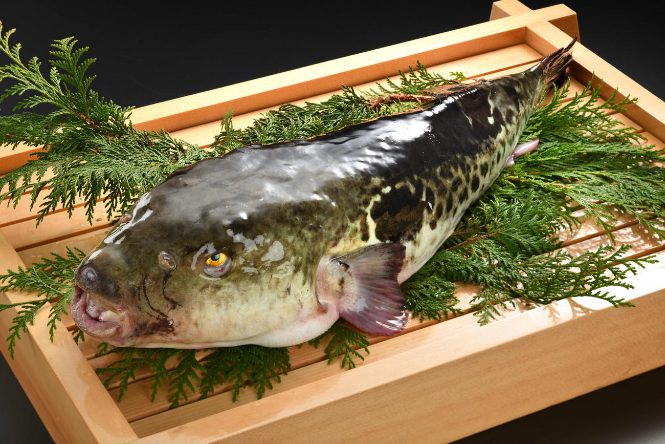 相馬の新名物となるトラフグの「福とら」