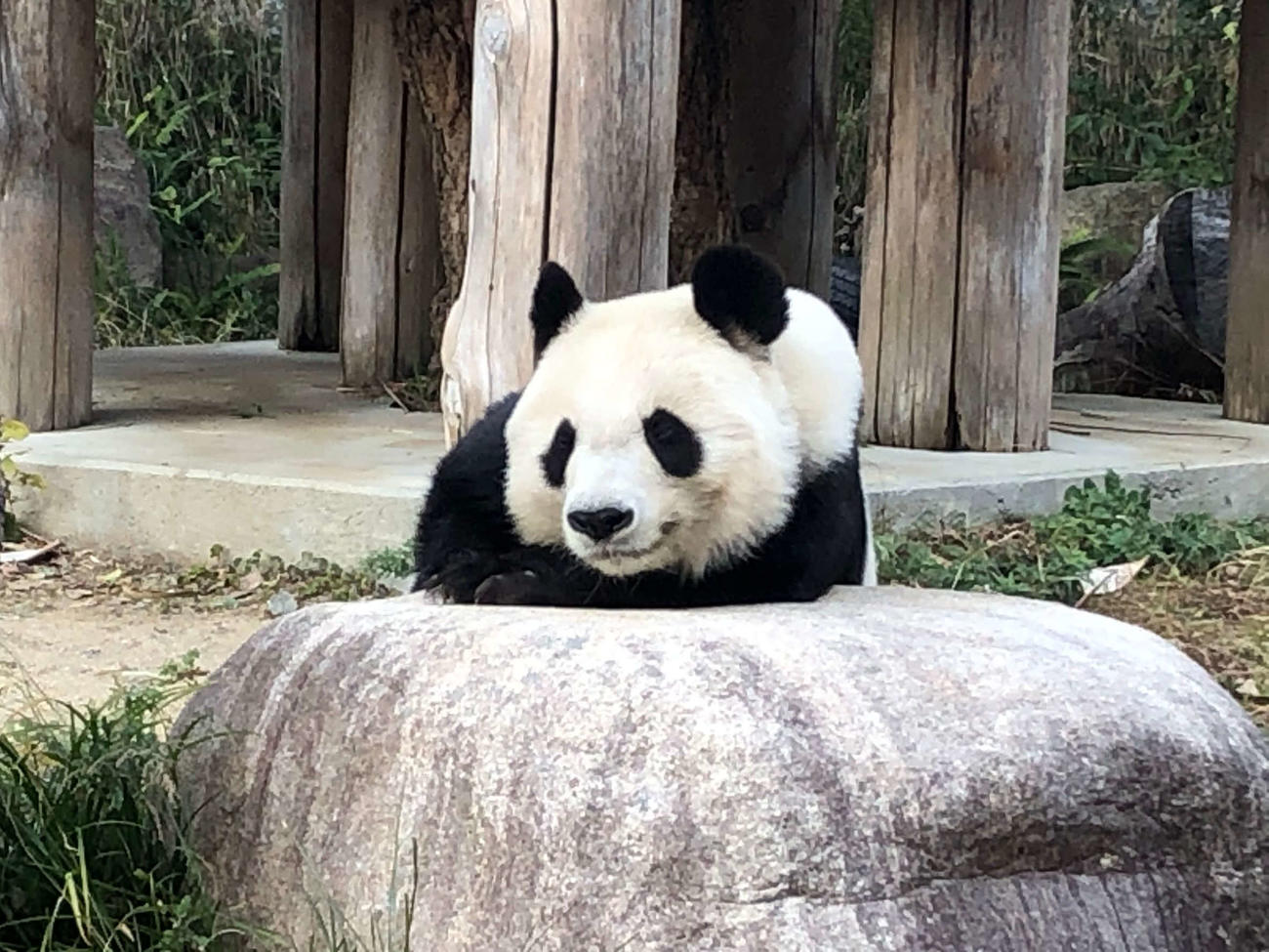 神戸市立王子動物園のジャイアントパンダ・タンタン（2020年11月30日撮影）
