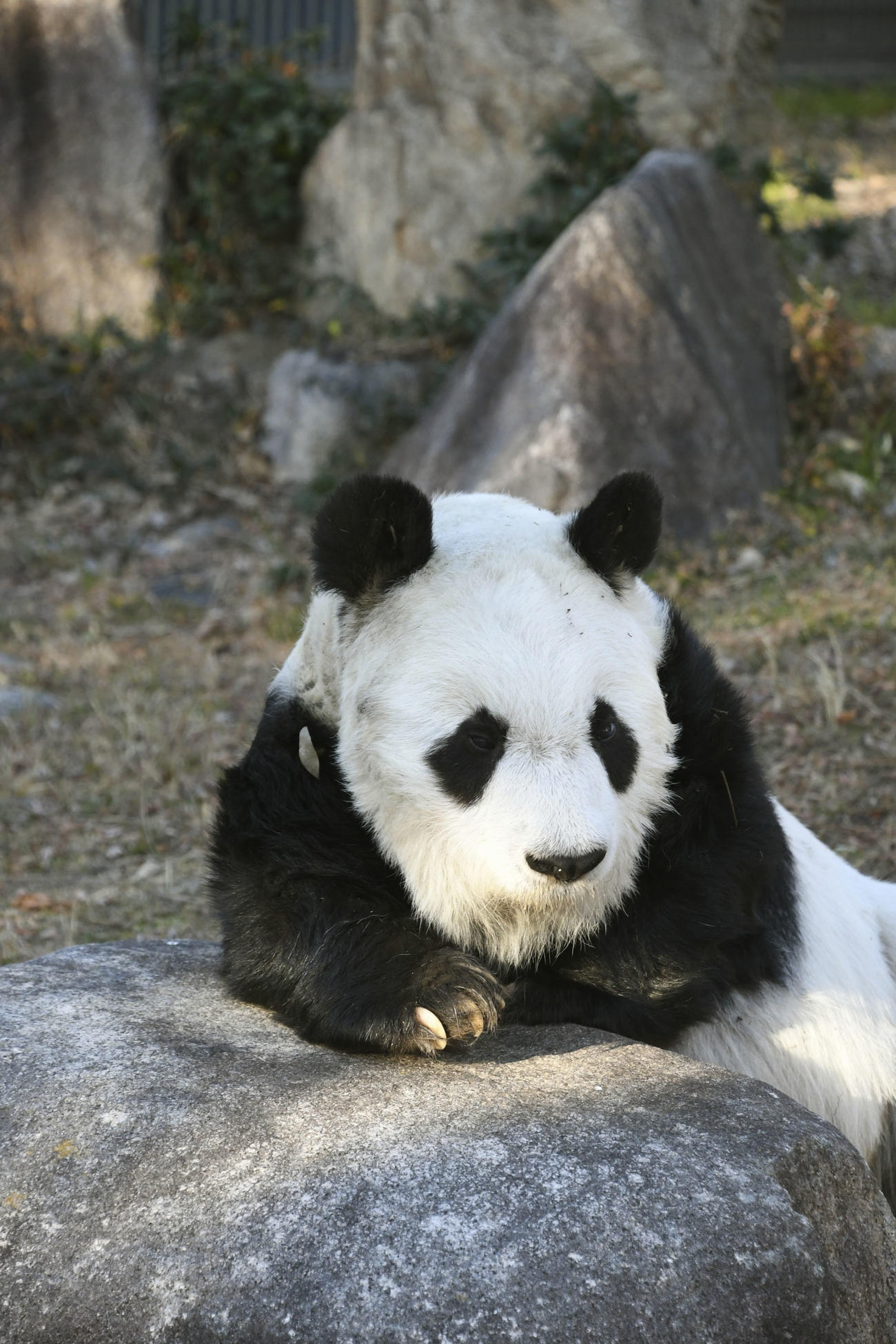国内最高齢の28歳で死んだ、神戸市立王子動物園のジャイアントパンダ「タンタン」（1月＝市提供）