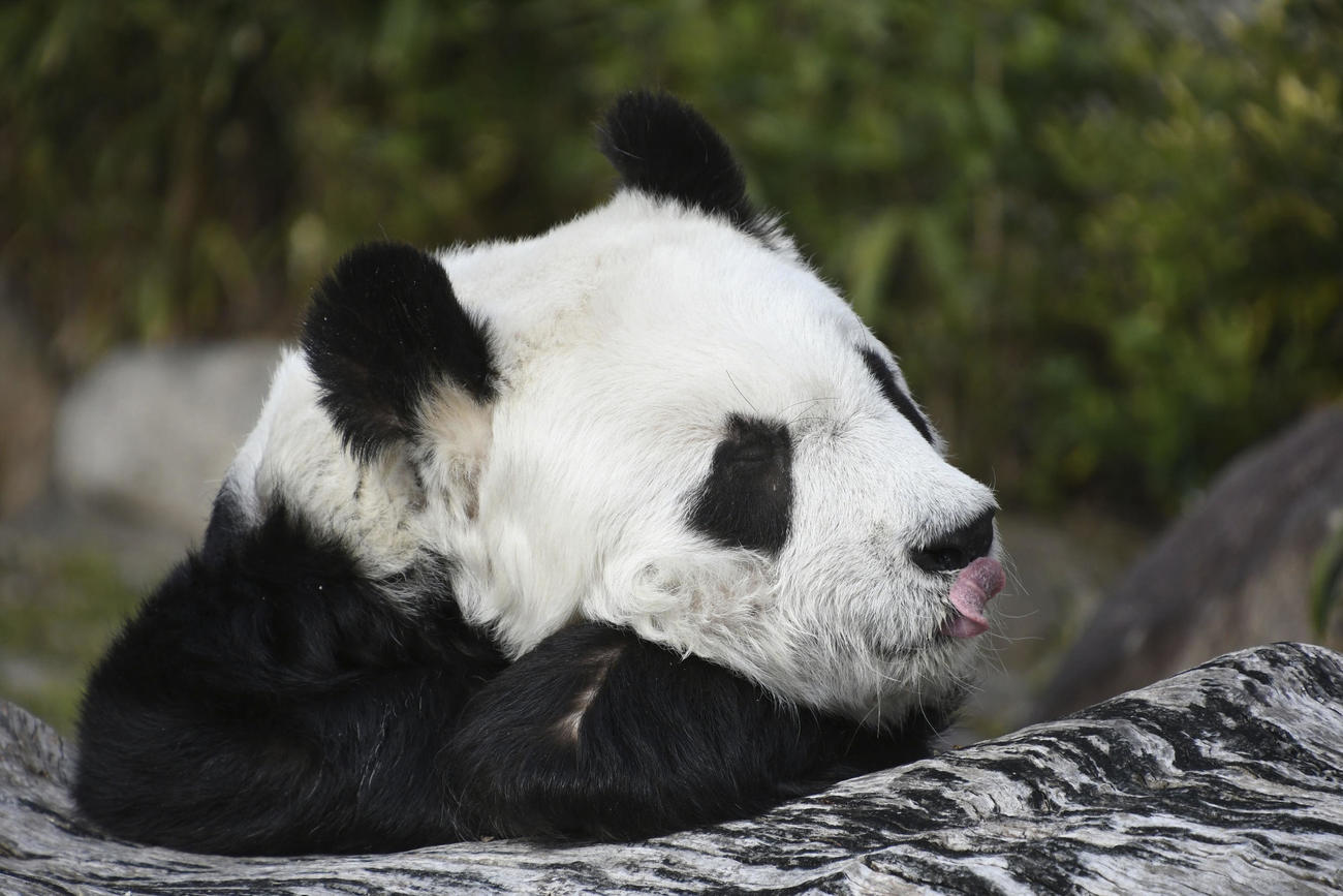 国内最高齢の28歳で死んだ、神戸市立王子動物園のジャイアントパンダ「タンタン」（3月＝市提供）