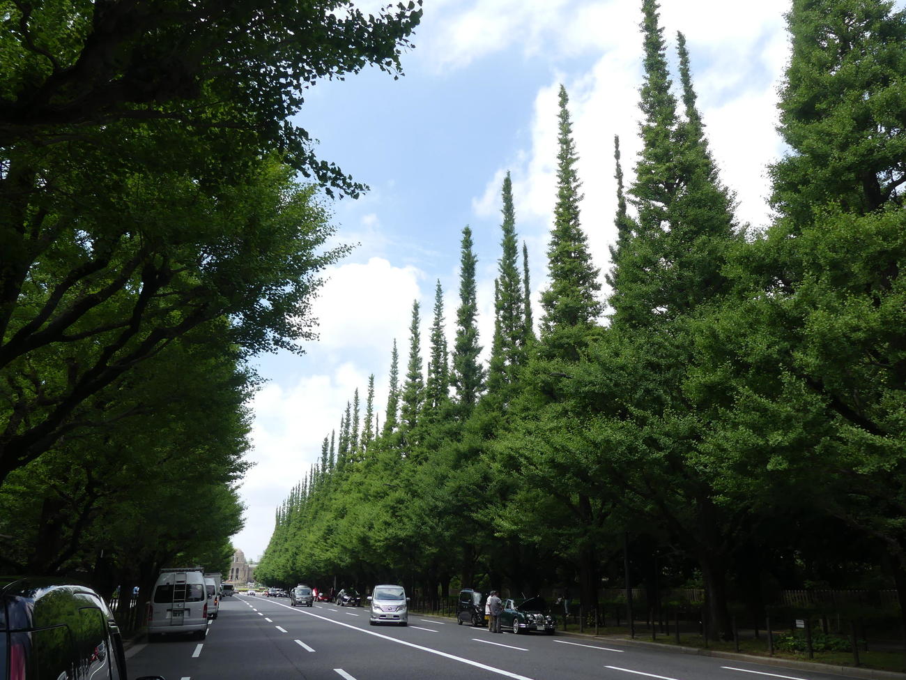 神宮外苑のイチョウ並木（2024年6月撮影）