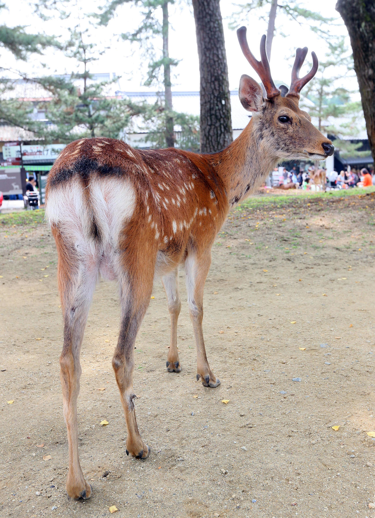 奈良公園のシカ＝2014年6月14日