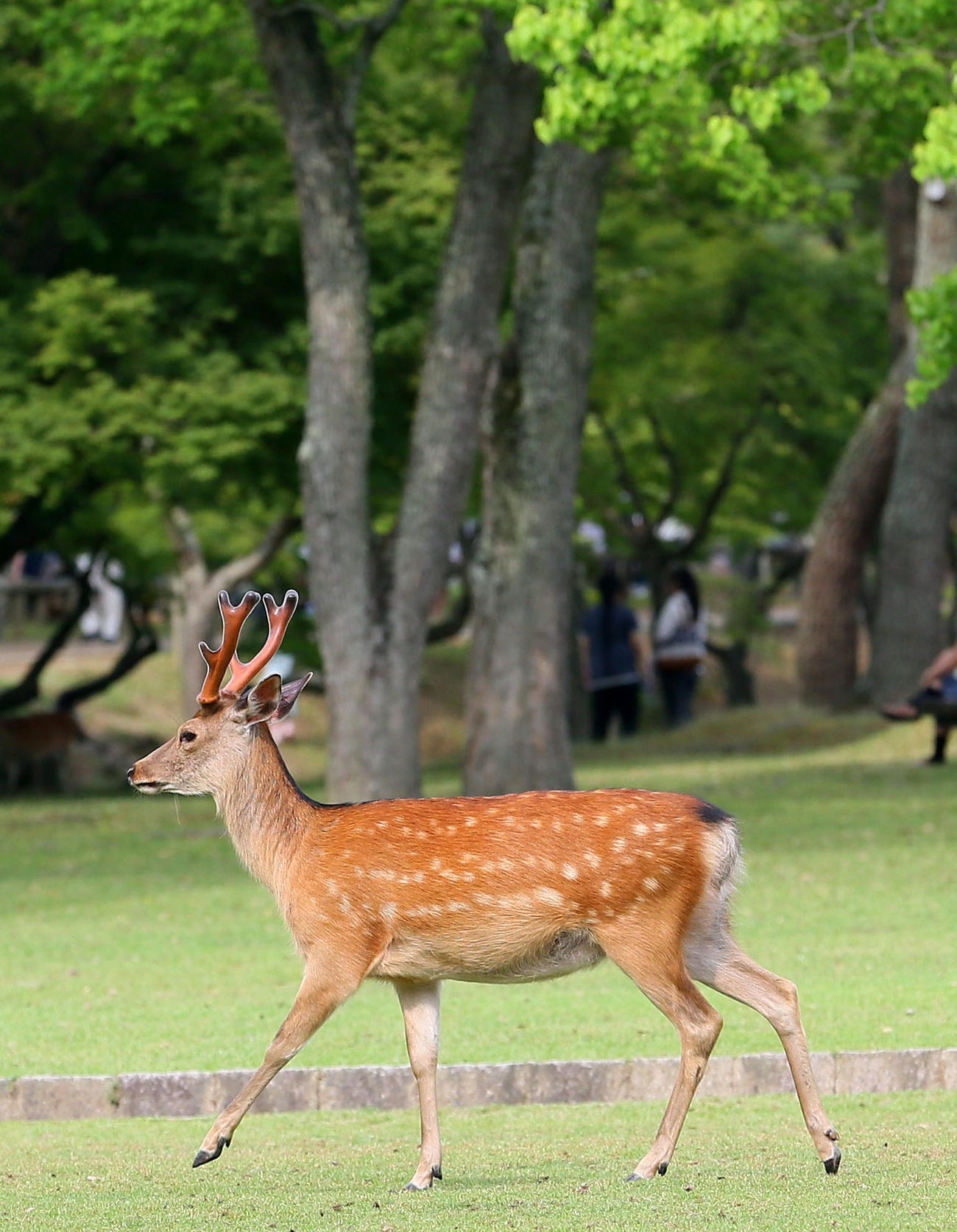 奈良公園のシカ＝2014年6月14日