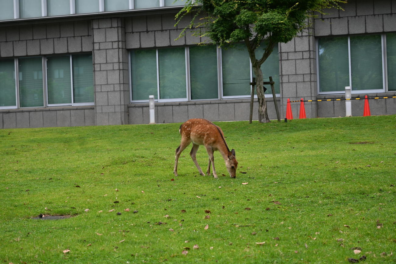 奈良公園近くの奈良地裁敷地内で草を食むシカ。奈良公園だけでなく、近隣の市街地でも姿を見ることができる（2023年6月）