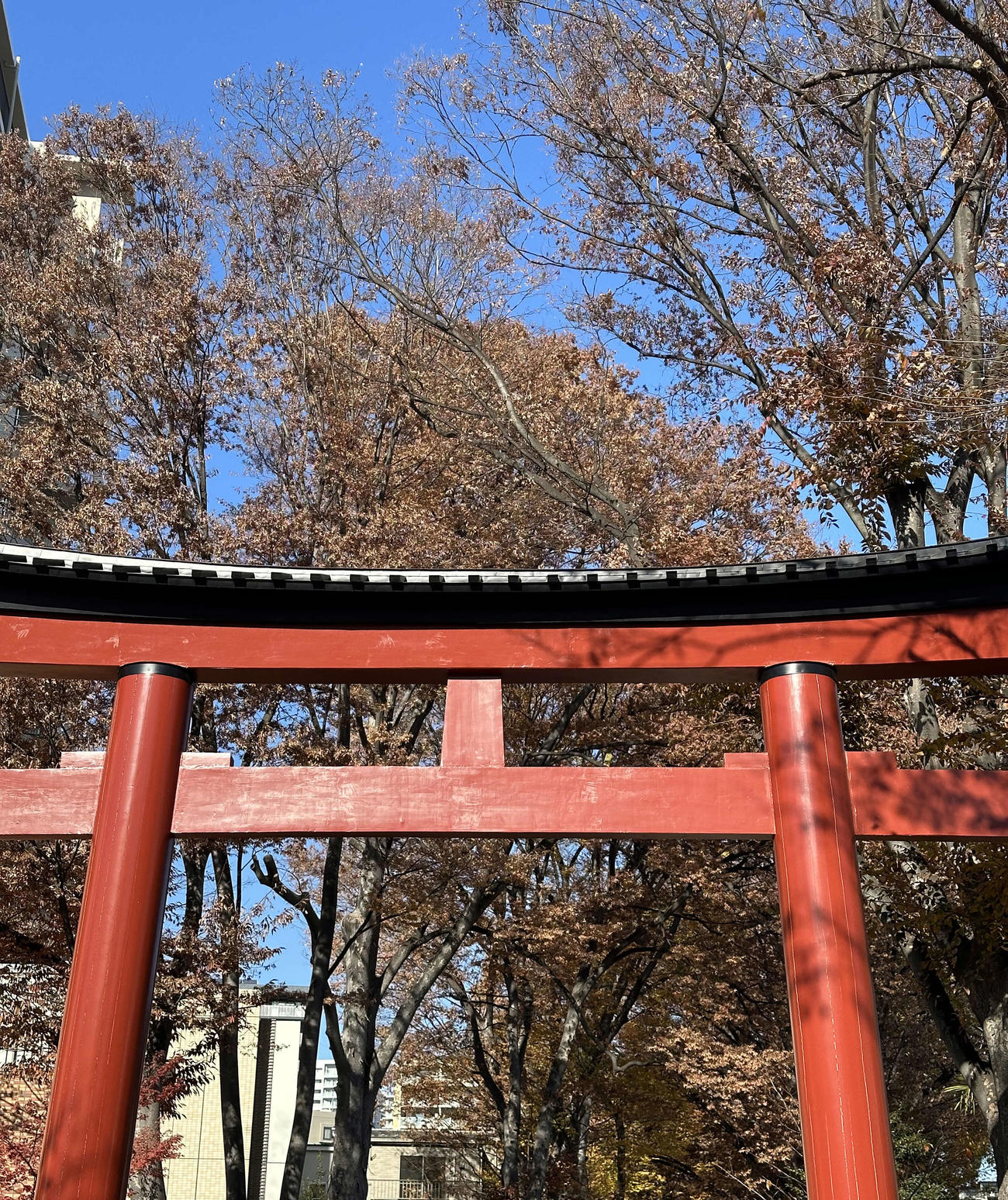 大宮氷川神社の一の鳥居（2023年12月撮影）