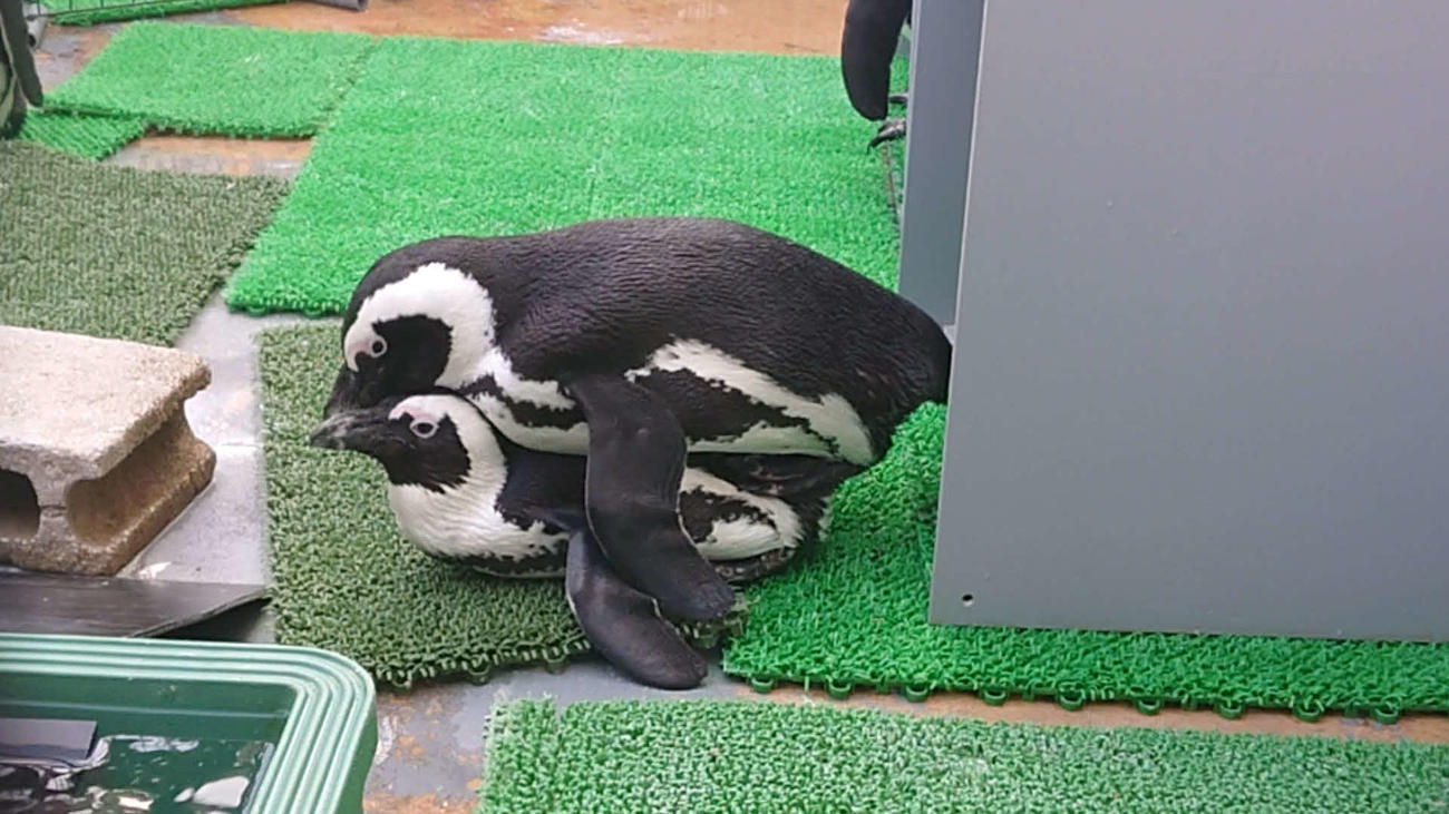 ケープペンギンは一度ペアになったらずっと一緒に行動する（サンシャイン水族館提供）