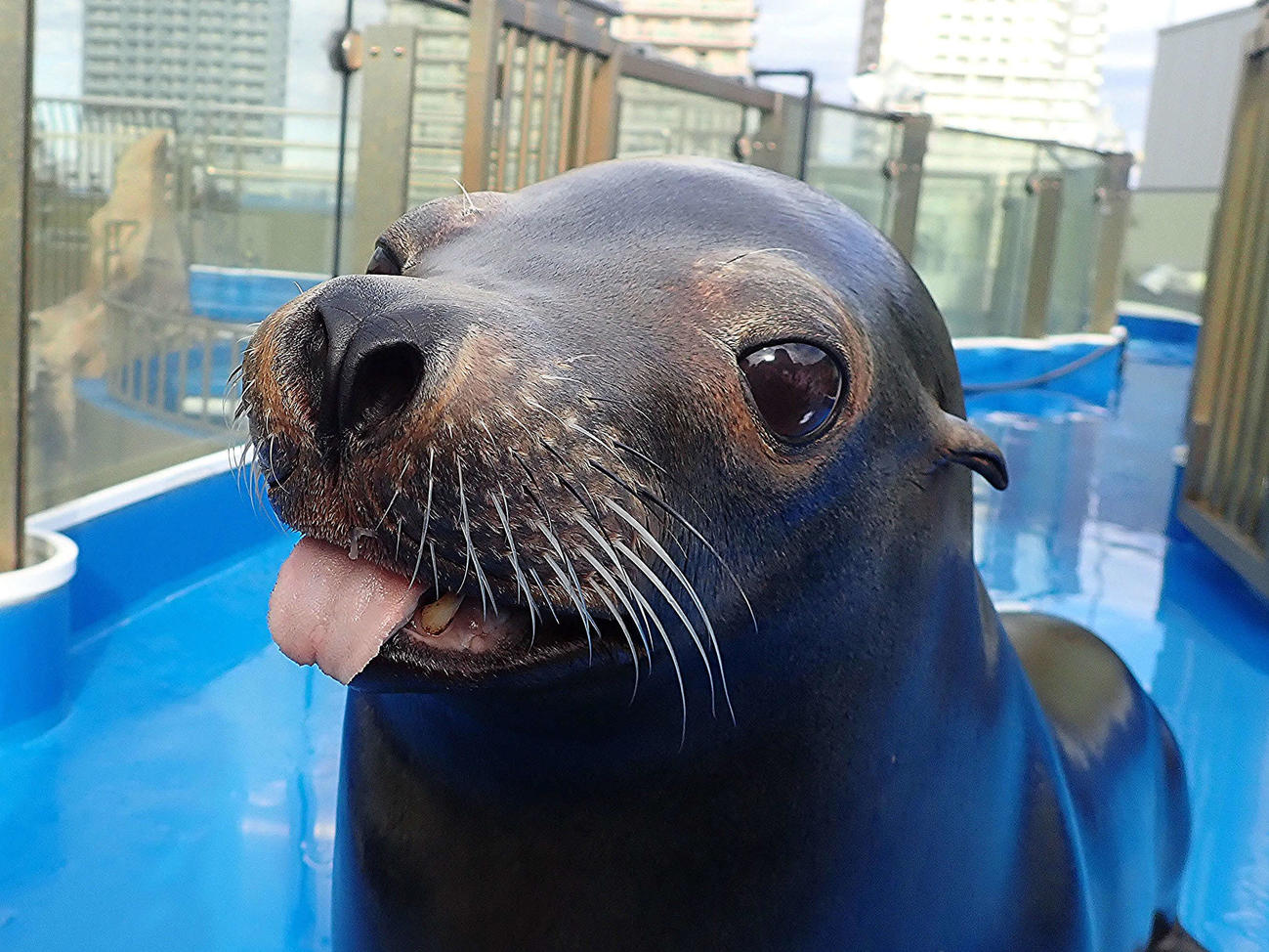 華麗なパフォーマンスで子どもたちに人気のアシカ（サンシャイン水族館提供）